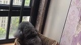 狗狗皮肤病健康日常护理常识