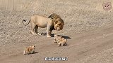 雄狮带着孩子找吃的，刚有新发现，结果已经臭了