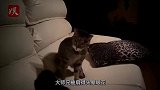 猴子被猫咪暴揍，大师兄被气得找来同伴，下一秒意外发生了！