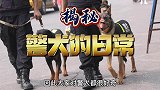 跟拍一只警犬的一天