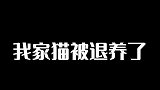 小猫咪因为这种理由被退养了