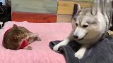 二哈被猫咪打了一巴掌，结果它埋着头哭了起来