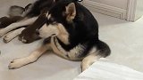 不给吃牛排就给我脸色看