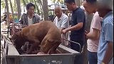 狗市：大叔卖红狼犬要价400块钱，忍痛割爱！