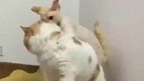 瘦猫按着胖猫怒吼，胖猫见状敢怒不敢言