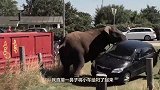 汽车在大马路上翻车，众人协力也无济于事，突然来了一只大象