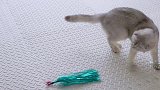 猫主子们都玩疯啦！逗猫棒到底有什么神奇魔力，让猫咪无法自拔？