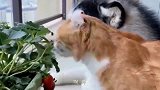 二哈：二哈带大的两只猫咪渐渐二哈化，二哈的影响力真是绝了