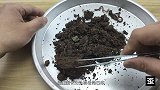 断成三段的蚯蚓还能存活吗？实验结果颠覆你的认知！