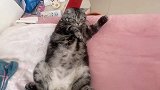 公猫放飞自我，身材五大三粗霸占主人的床！
