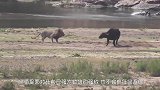 狮子袭击大象母子，不料遭对方反扑，镜头拍下狮子狼狈的一幕