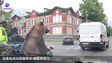 熊宝宝被遗弃，被发现后居然哭了声音听着都揪心