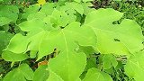 明星植物“构树”果实被称为天然肾宝，究竟有啥价值，看完要牢记