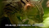 全球最小的猫，外表可爱却濒危灭绝，全球仅剩100多只