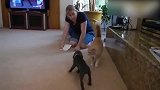小猫得到了主人的安慰，却直直的朝小狗冲了过来，惊奇！