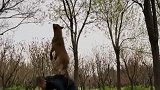 一条训练有素的马犬到底有多强大！