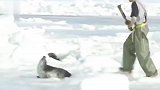 10年内已有260万只海豹惨遭毒手，加拿大为何要大量捕杀海豹？