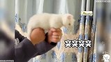 盘点喵星人的无语时刻，猫-大无语！