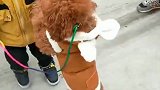 小狗好像预感到了什么，一直抱着小主人不撒手