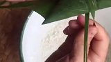 长辈叫它羊角粽，但它不像羊角呀，你们来起个名字吧！