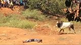 女子作死挑战，躺在牛儿面前装死，小牛的反应忍住别笑！