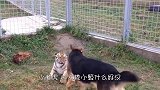 德牧犬趁着老虎不在家，使劲儿欺负小老虎，不料虎爸回来了