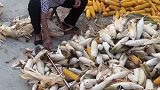 女子全家在地里干活，邻居奶奶看到后默默帮忙扒玉米