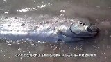 新疆湖泊发现“水怪”，牛羊被拖走村民不敢靠近，专家看了变脸