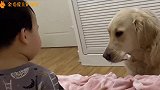 小男孩喂纸给金毛，金毛竟然把纸当肉吃，真的太可爱了
