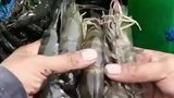 你喜不喜欢这种钓鱼摸虾，田园般的生活，有点小无聊
