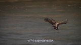 老鹰作为天空霸主，为何从来不招惹喜鹊？