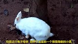 兔母亲哺育孩子，居然在这里，看后长见识了