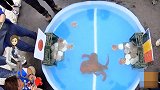 成功预测日本世界杯结果的章鱼 被做成海鲜吃掉了