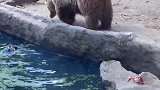 面对落水的小鸟，大熊熊伸出援助之手，这熊好憨