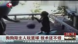 狗狗陪主人玩篮球 技术还不错