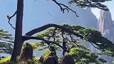 守松人在检查迎客松支架