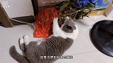 英短猫咪痴痴地抱着龙眼枝，好像吸了猫薄荷一样，赶也赶不走