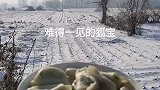 男子吼一声“开饭”，两只白狐闻声而来