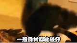 这条视频不要给猫看！