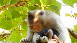 犯困的猴妈是这样子让小猴休息，这个方式小猴舒服吗？