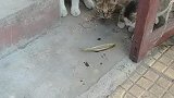 猫：铲屎的它们有鱼吃，我咋就没有呢！