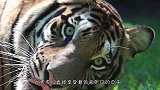 老虎因伙食太好，体重一路猛增，这确定不是只大号橘猫！
