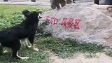 狗看猴子不顺眼，一言不合就开战，谁都不服谁！