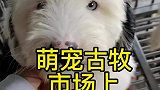 萌宠古牧犬市场上多少能拿下