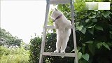 自从发现了院子外面的梯子，猫老大的画风就是这样的！