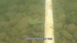 小伙在水中寻宝，意外发现“神秘宝箱”打开后嘴巴都合不拢了