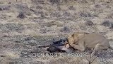 这头雄狮也太不正经了，它的捕猎方式，太搞笑了！