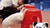 狗子有点儿模仿天赋吧，我家狗狗觉得是演的
