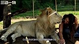 一走八年，狮子再次见到饲养员立马扑了过来，镜头记录下全过程