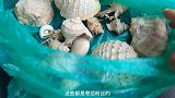 赶海捡的贝壳送给网友，虎子趁天黑前赶海寻货，这趟没白来